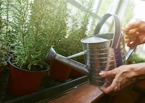 moisture meter rosemary|watering rosemary in garden.